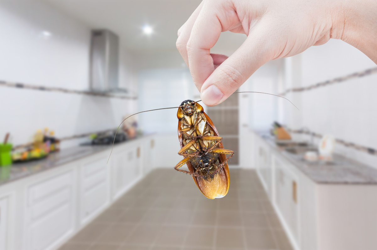 Controlling Pests Will Improve the Quality of Your Life