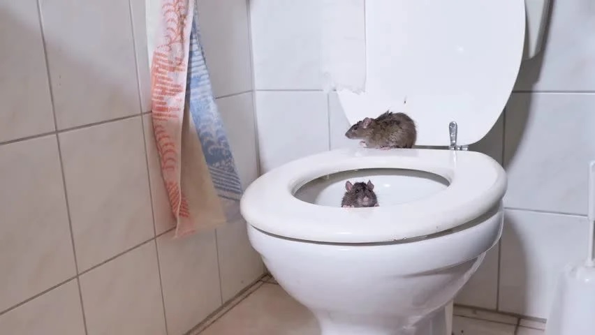 Know About Rats In Drains- How To Get Rid Of Them 