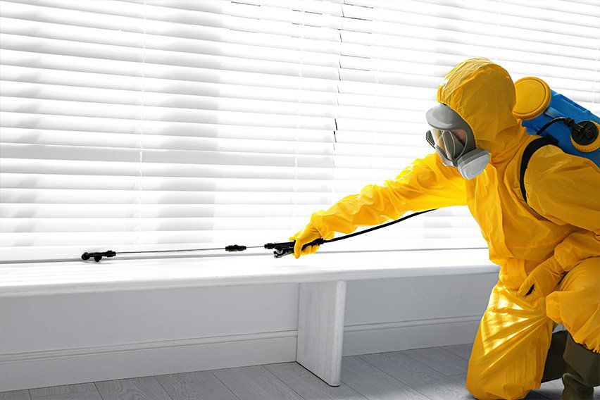 Steps To Keep Your House Free From Pests