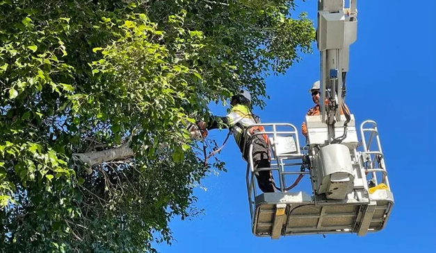 Services of Tree Trimming Gold Coast You Need for a Stunning Landscape
