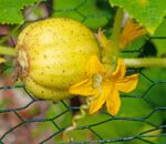 Uncommon and Unforgettable: Add Lemon Cucumbers to Your Backyard Harvest