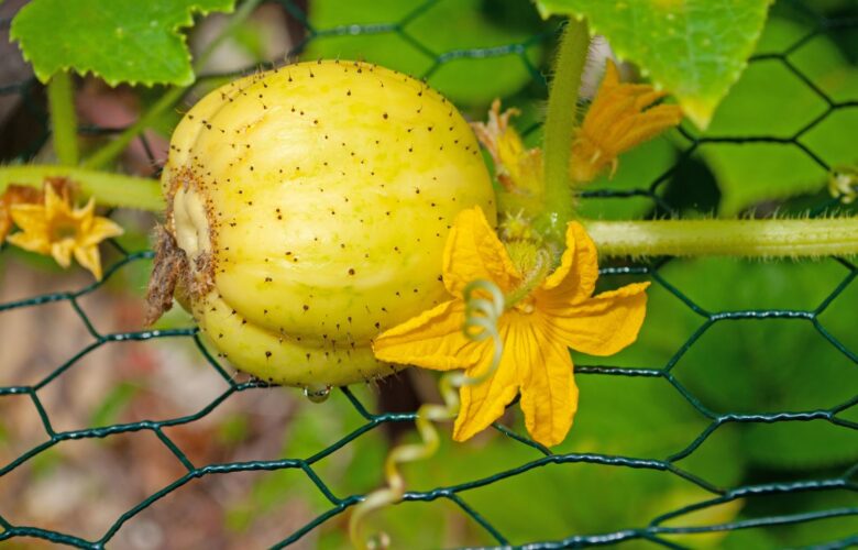 Uncommon and Unforgettable: Add Lemon Cucumbers to Your Backyard Harvest