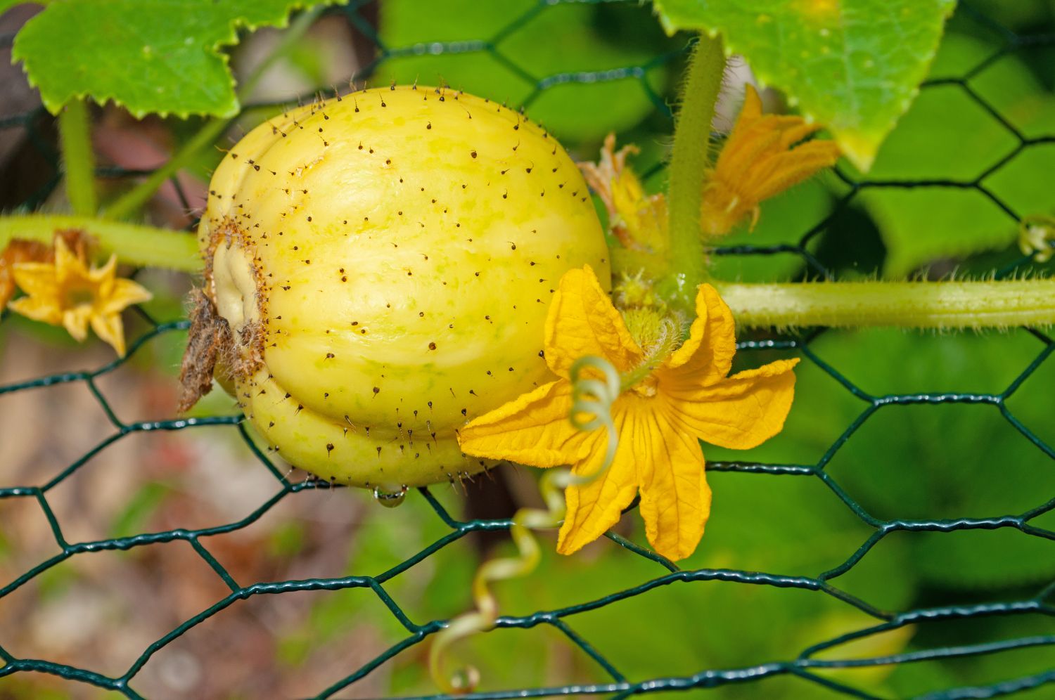 Uncommon and Unforgettable: Add Lemon Cucumbers to Your Backyard Harvest